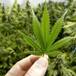 Ofrecen marihuana en iglesias