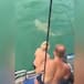 Se hace viral por enfrentar a tiburón y teriminó siendo la burla