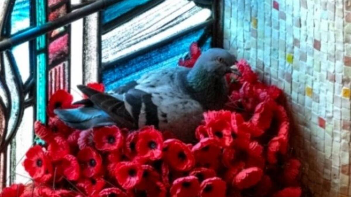 Paloma hace hermoso nido de amapolas