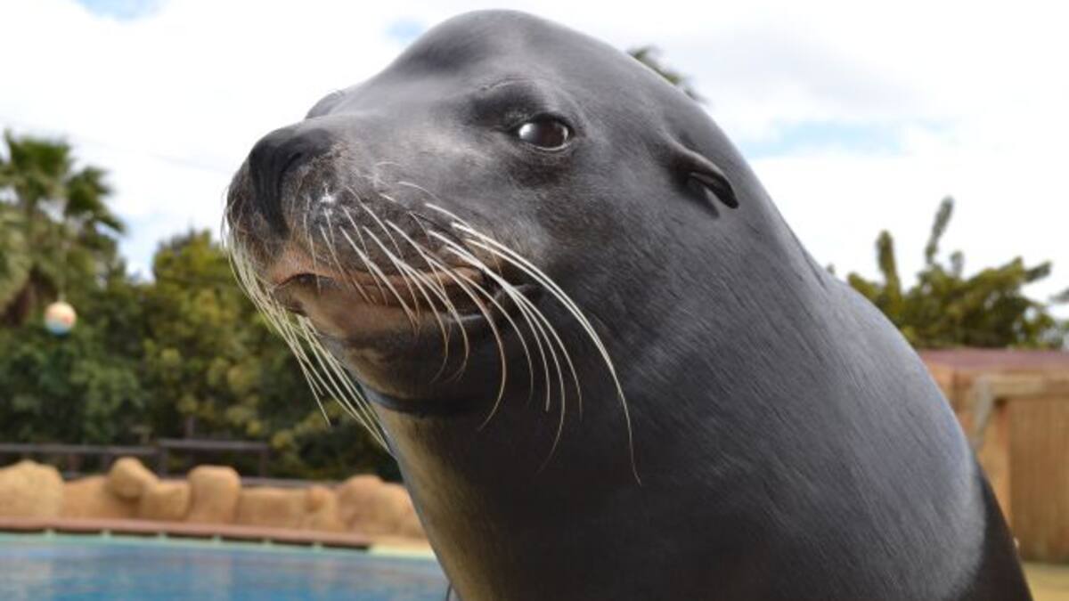 Niña “secuestrada” por león marino