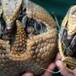 Por dispararle a un armadillo, terminó en el hospital