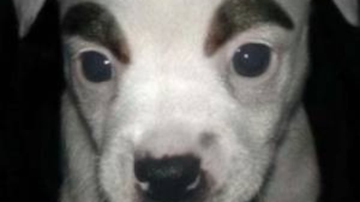 Lo de hoy es, la cirugía plástica para perros.