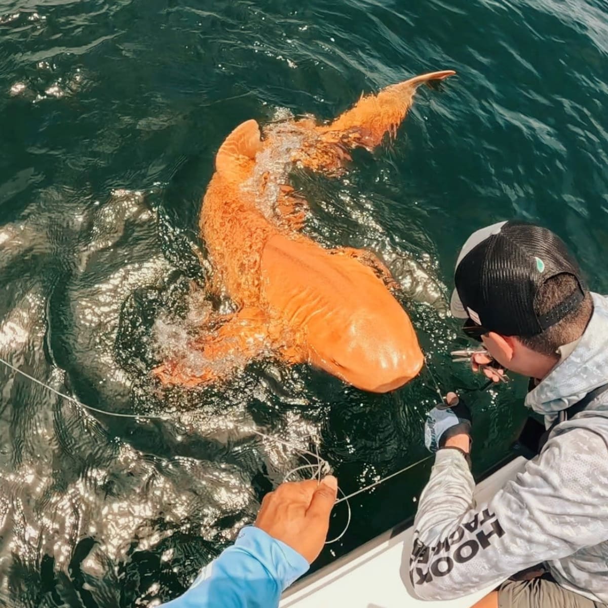 Avistan a un tiburón naranja, ¿qué se sabe de él?