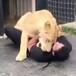 LEÓN SE REENCUENTRA CON SU AMO TRES AÑOS DESPUÉS