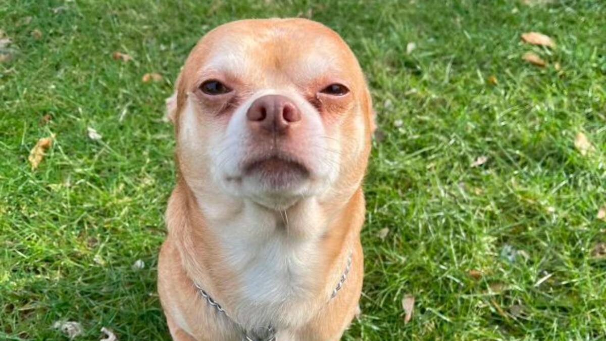 Anuncio extremadamente honesto busca adopción para perro diabólico