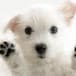 El olor de las patas de los perros