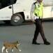 Policía de tránsito ayuda a gato a cruzar la calle