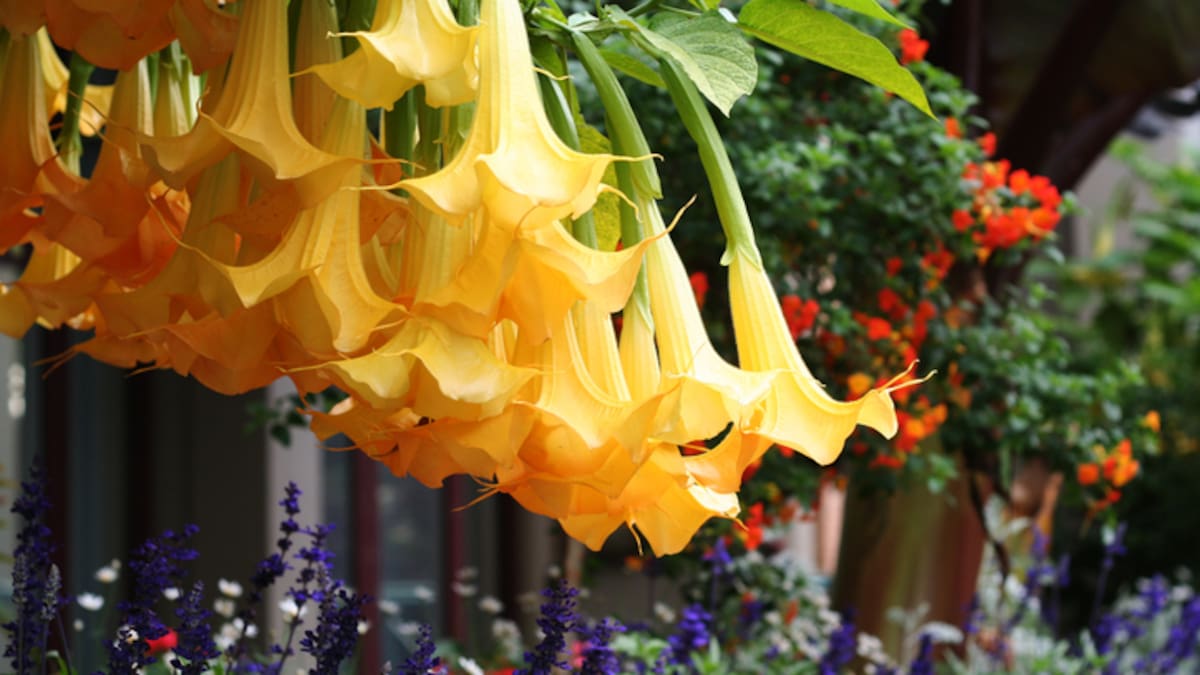 Floripondio: ¿cómo utilizaban la flor tóxica mencionada en archivos del caso Epstein?