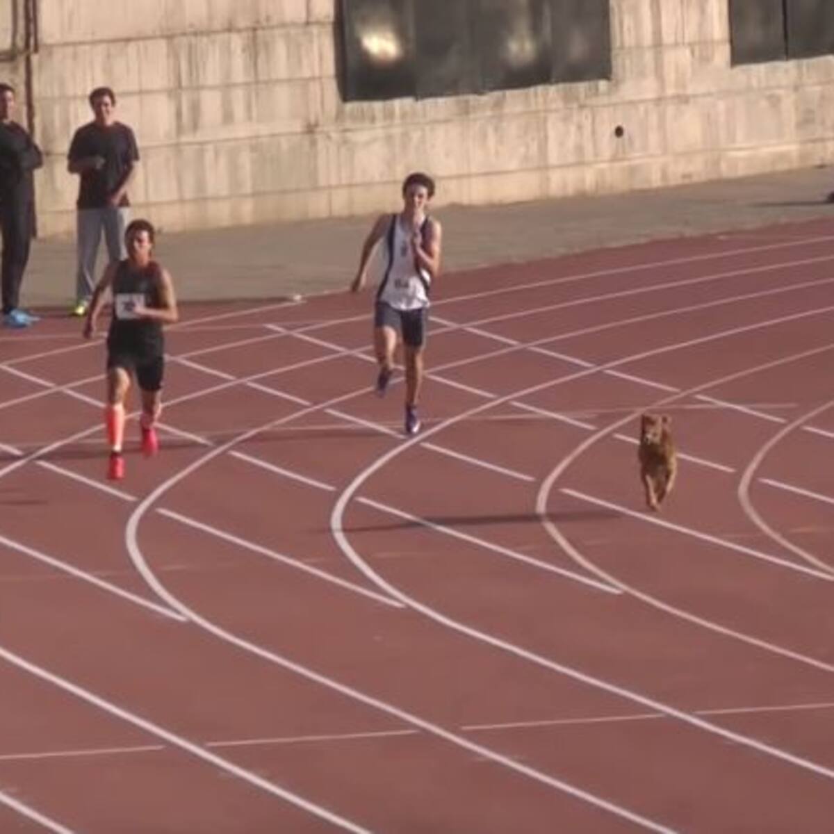 Perrito se mete a carrera y queda en primer lugar