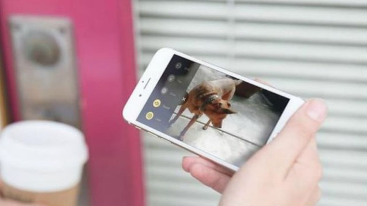 App para denunciar las heces de perro sin recoger