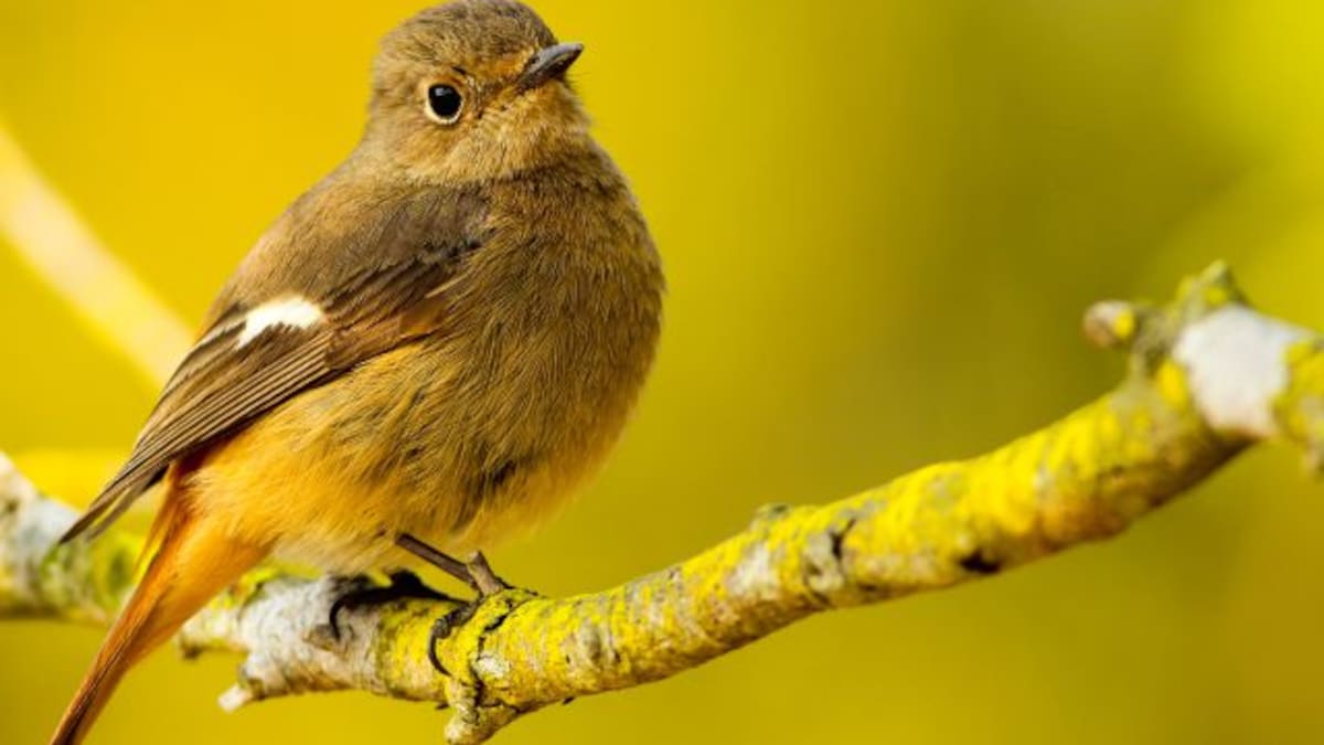 Pajarito no podía caminar y le hicieron zapatos ortopédicos