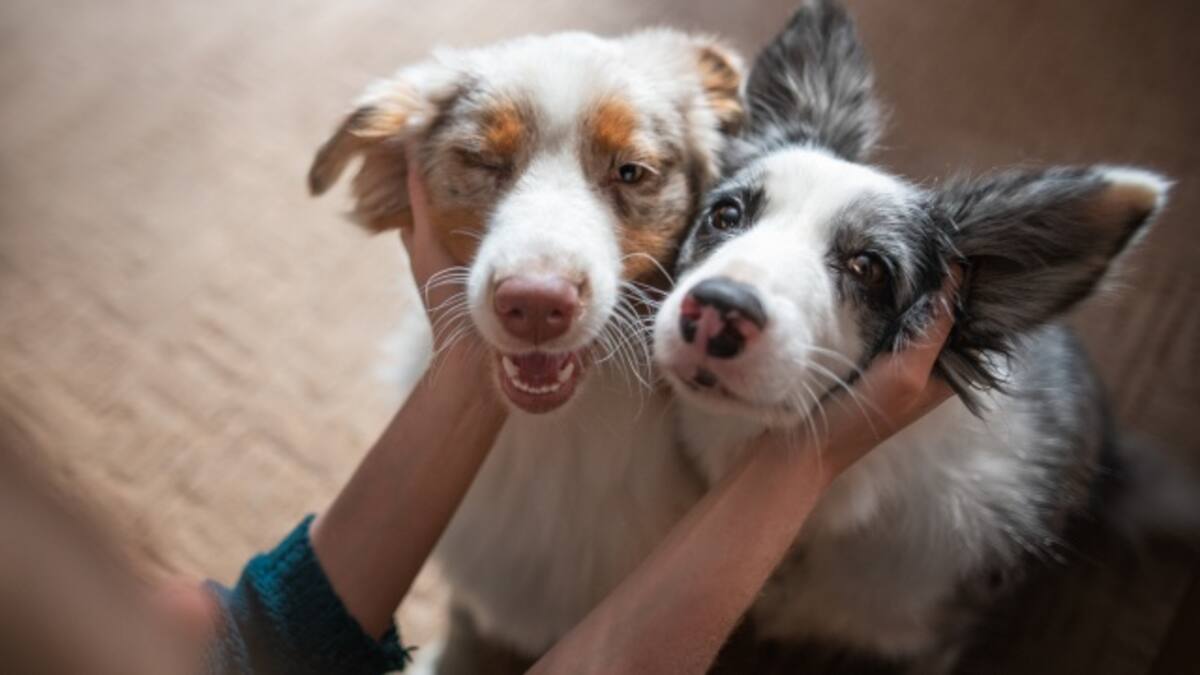 En España entra en vigor ley que protegerá a las mascotas en caso de divorcio