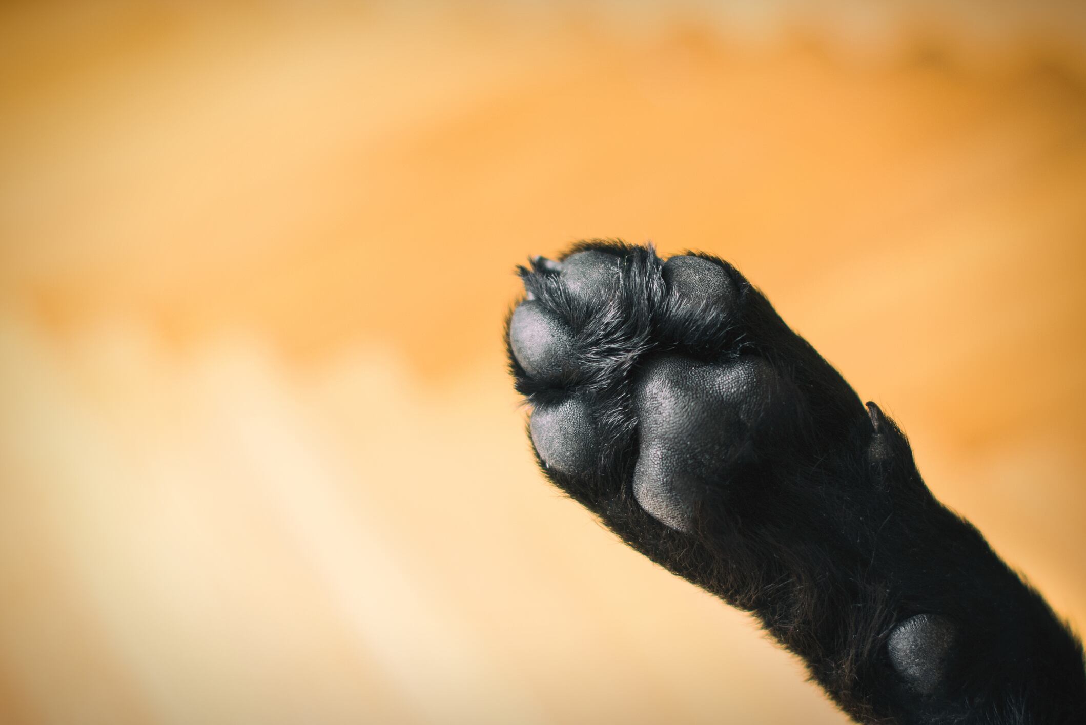 ¿Por qué huelen a frituras las patas de tu perro?