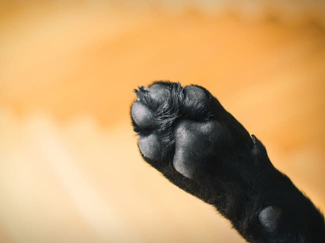¿Por qué huelen a frituras las patas de tu perro?