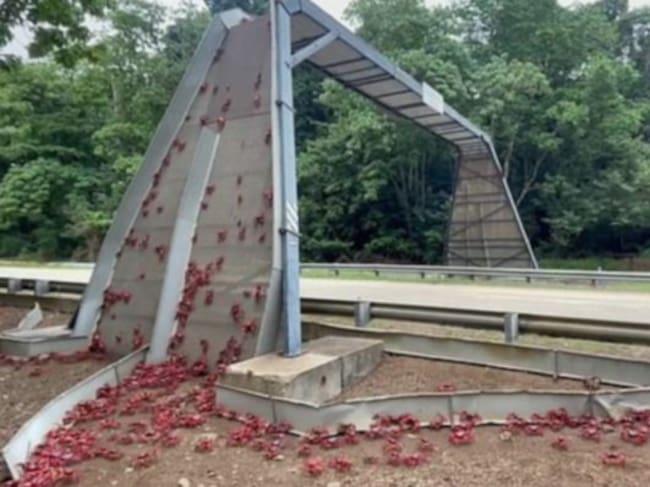 El tránsito de estas criaturas por las carreteras es regulado y respetado por las autoridades y ciudadanos de la localidad