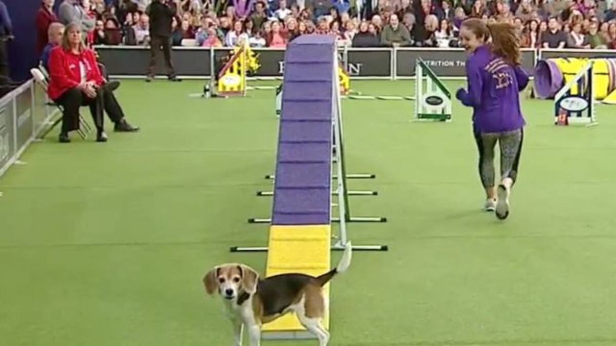 El perro más distraído en un concurso de obstáculos