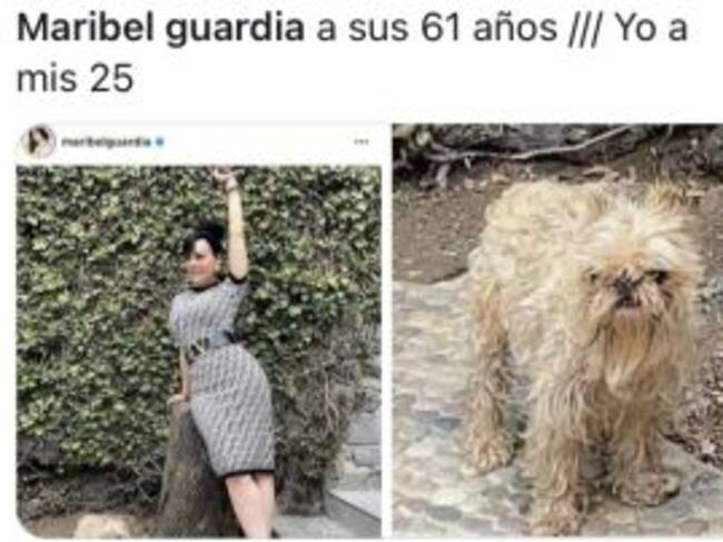 Memes perrito de Maribel Guardia
