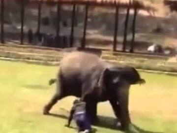Este hermoso elefante defiende a su cuidador de un ataque