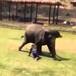 Este hermoso elefante defiende a su cuidador de un ataque