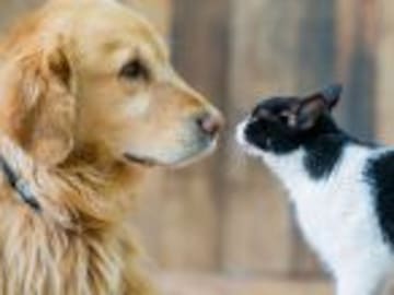 Los artistas y sus mascotas