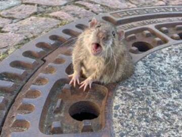 Rata gorda queda atrapada en alcantarilla y es rescatada por los bomberos