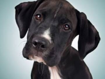 La reacción de esta perrita al saber que es adoptada se vuelve viral