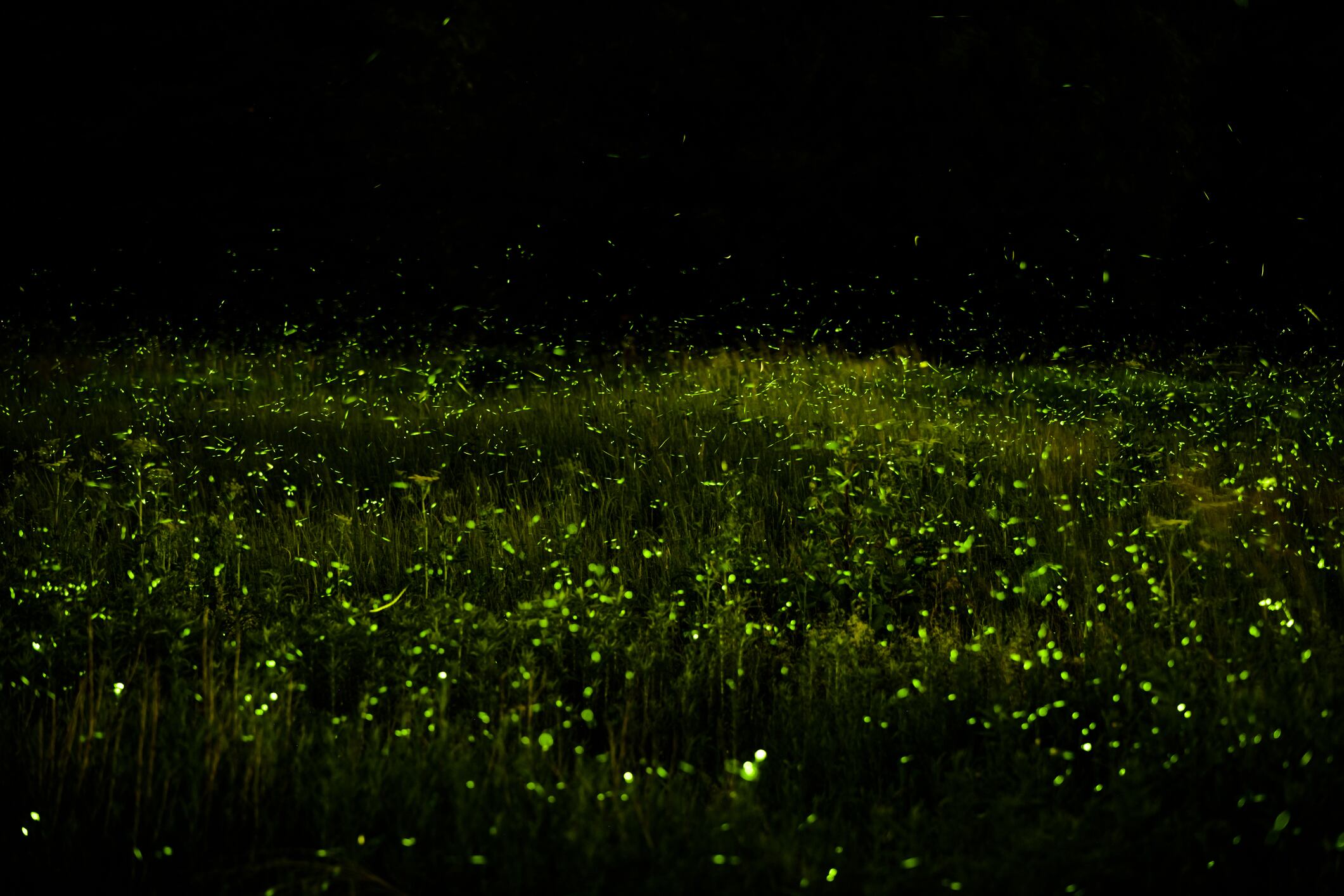 Luciérnagas de noche