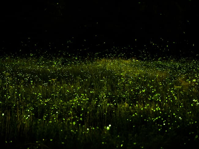 Luciérnagas de noche