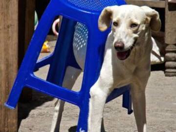 Estos animales atorados en cosas es lo más dulce del mundo