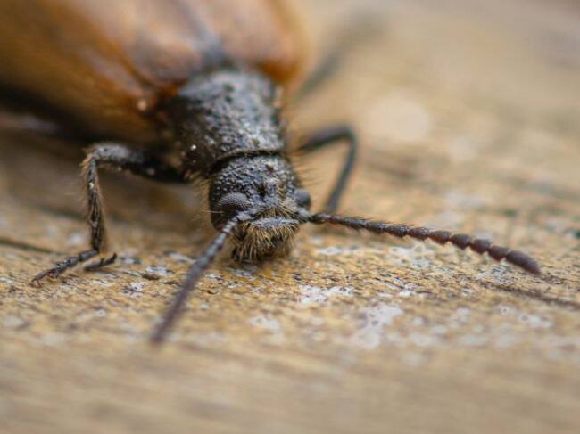 Le tiene miedo a los insectos