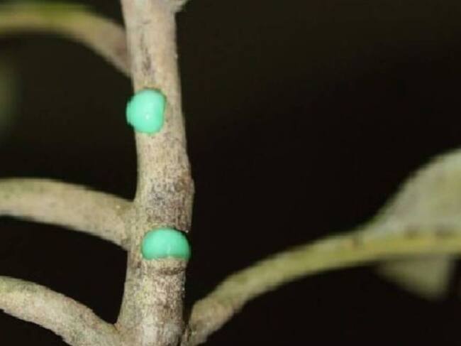 La función de este árbol es muy importante