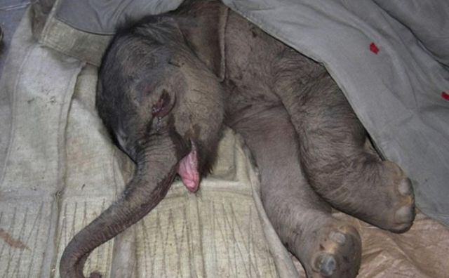 Los cuidadores pudieron sacarlo a tiempo...