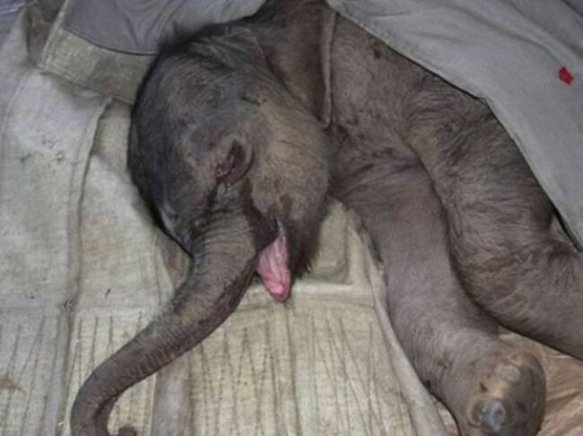 Los cuidadores pudieron sacarlo a tiempo...