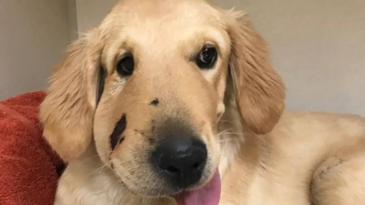 Este es el rostro de un perro héroe... conoce su historia