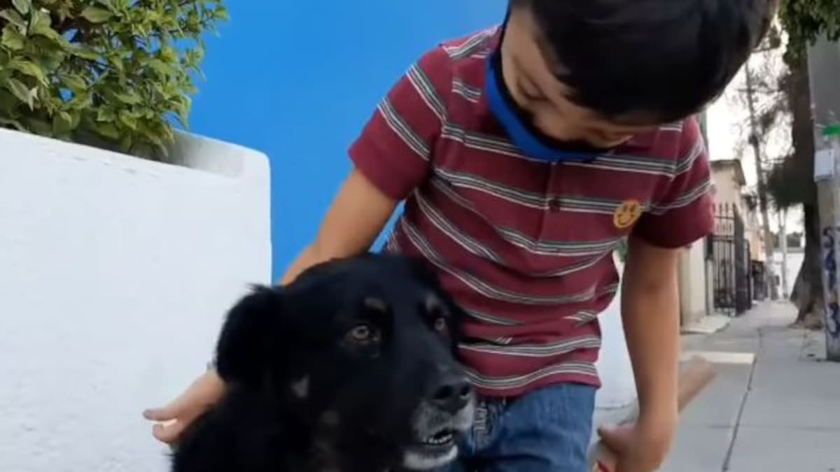 Niño entrevista perritos de la calle para encontrarles un hogar