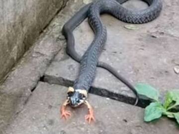 ¡INCREÍBLE! ENCUENTRAN SERPIENTE CON PATAS