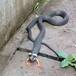 ¡INCREÍBLE! ENCUENTRAN SERPIENTE CON PATAS