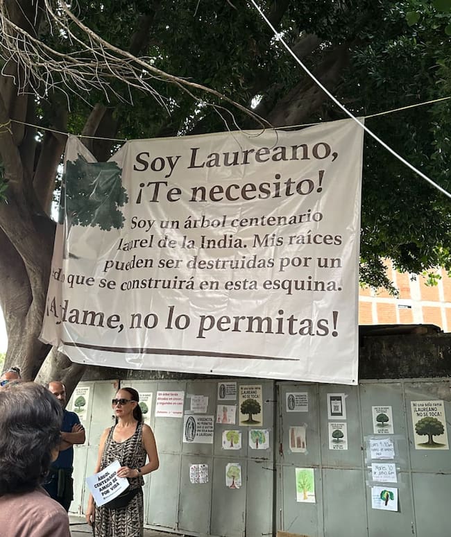 El árbol Laureano sobrevivió