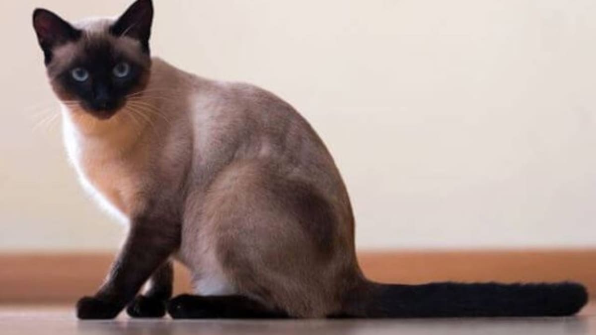 Gatita salva a bebé de caer por la escalera