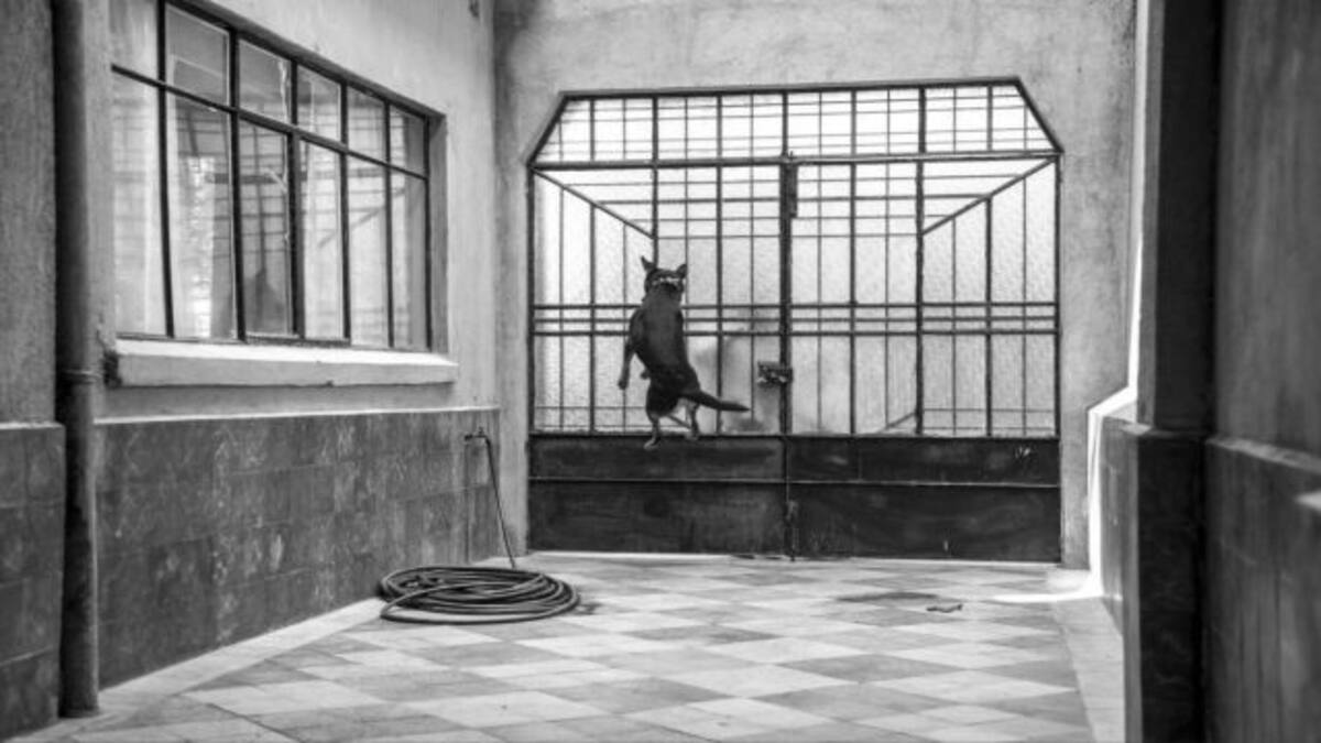 La trágica historia de "Borras" el perrito de Roma