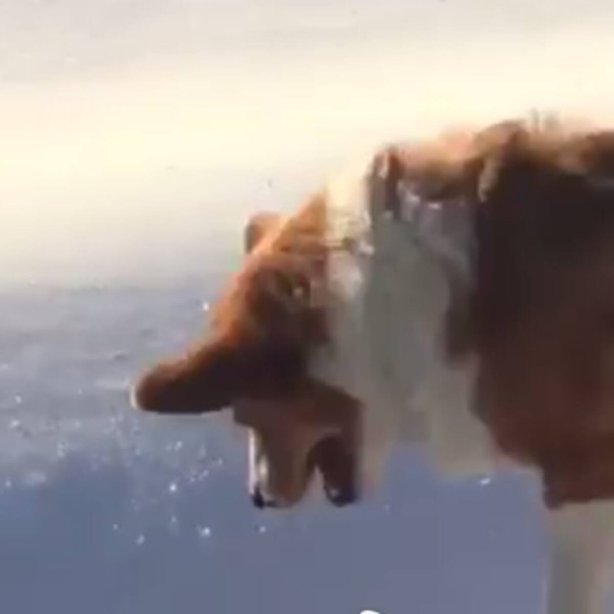 Un perrito es lanzado al vacío y provoca enojo en internet