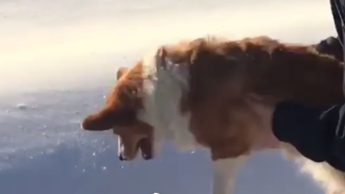 Un perrito es lanzado al vacío y provoca enojo en internet