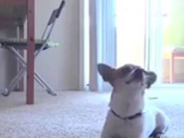 DIVERTIDO PERRITO PRACTICA YOGA CON SU DUEÑO Y SE HACE VIRAL