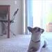 DIVERTIDO PERRITO PRACTICA YOGA CON SU DUEÑO Y SE HACE VIRAL