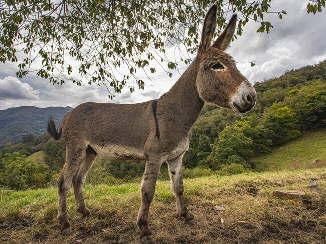 Día Mundial del Burro
