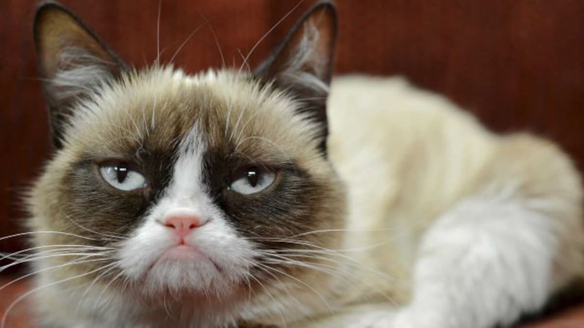 El gato que quiere ser alcalde