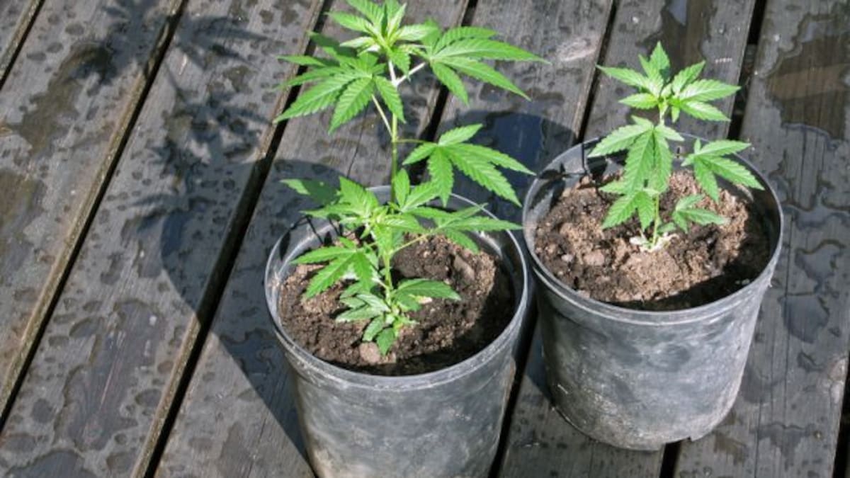 5 países que venden más barata la marihuana