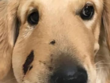 Este es el rostro de un perro héroe... Conoce su historia