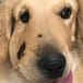 Este es el rostro de un perro héroe... Conoce su historia