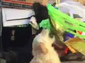 Perritos de la calle rompen piñata en su posada